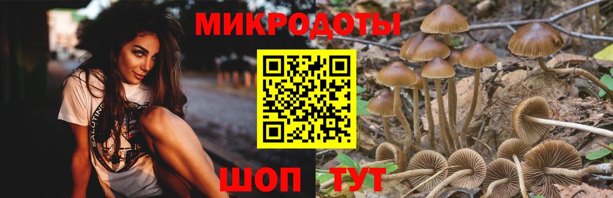 Псилоцибиновые грибы Psilocybine cubensis Малоярославец